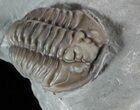 Pair of Nice Flexicalymene Trilobites In Shale - Ohio #52673-3